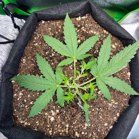 Amnesia Dentista growlog photo: Amarras em 5 galhos principais