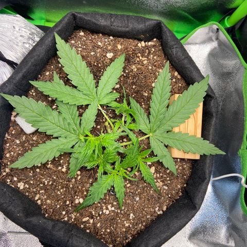 Amnesia Dentista growlog timeline photo