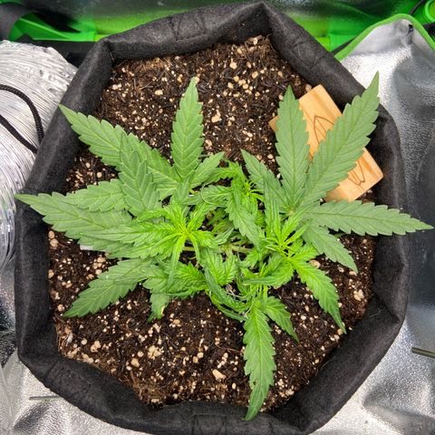 Amnesia Dentista growlog timeline photo