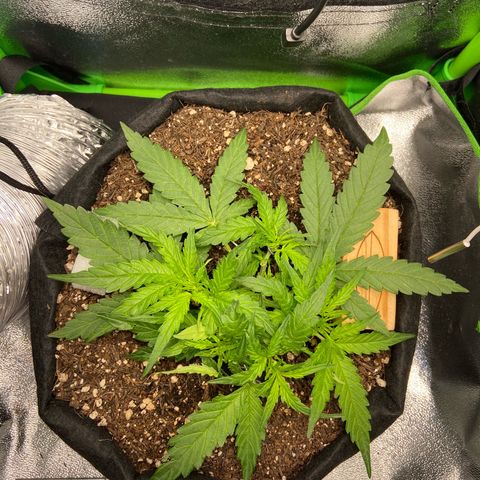 Amnesia Dentista growlog timeline photo
