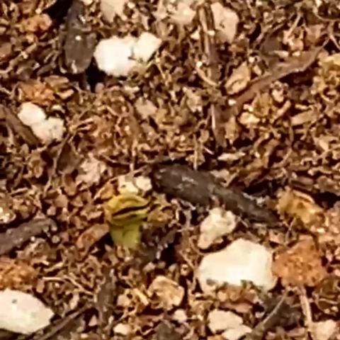 Mamão com Açucar growlog timeline photo