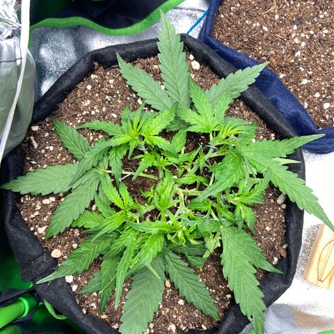 Amnesia Dentista growlog photo: Leve desfoliacao pra entrada nos ramos de baixo