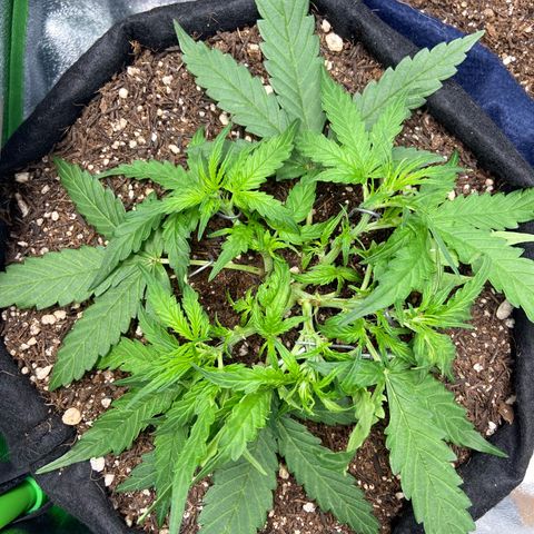 Amnesia Dentista growlog photo: Leve desfoliacao pra entrada nos ramos de baixo