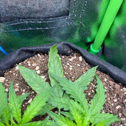 Amnesia Dentista growlog photo: Coloquei no sol e as folhas mais velhas queimaram. Fiz a remocao delas