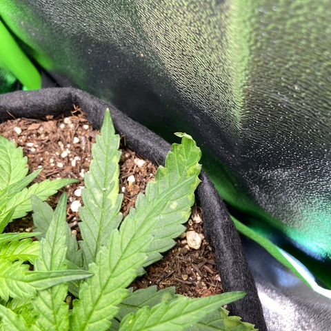 Amnesia Dentista growlog photo: Coloquei no sol e as folhas mais velhas queimaram. Fiz a remocao delas
