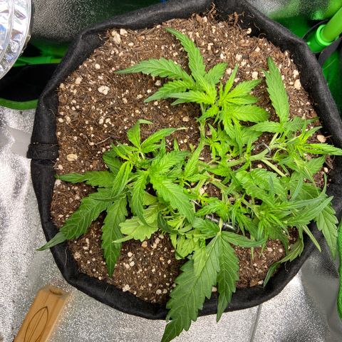 Amnesia Dentista growlog photo: Remoçao das folhas queimadas e ajuste dos galhos