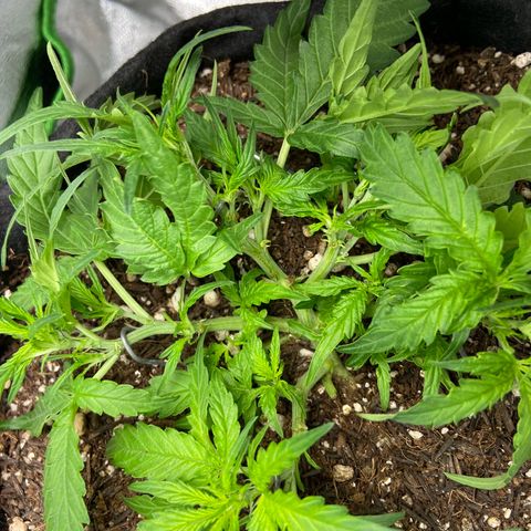 Amnesia Dentista growlog timeline photo