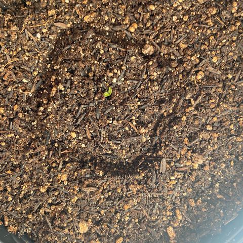 Mamão com Açucar growlog timeline photo