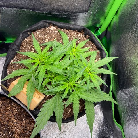 Amnesia Dentista growlog timeline photo