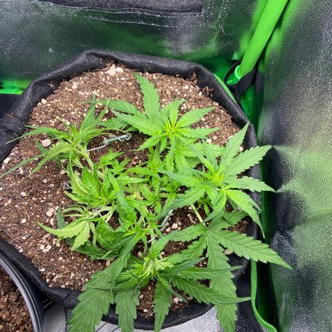 Amnesia Dentista growlog timeline photo