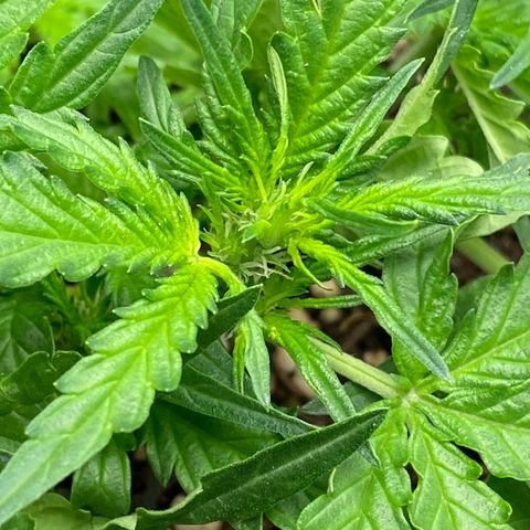 Amnesia Dentista growlog photo: Pre flora
