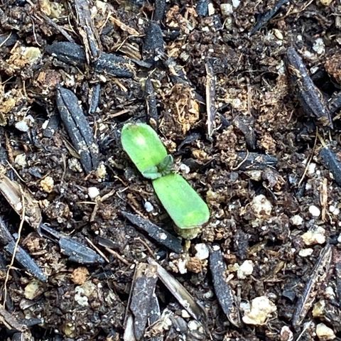 Mamão com Açucar growlog photo: Devagar e sempre