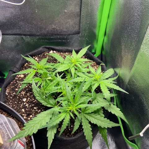 Amnesia Dentista growlog timeline photo