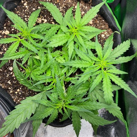Amnesia Dentista growlog timeline photo