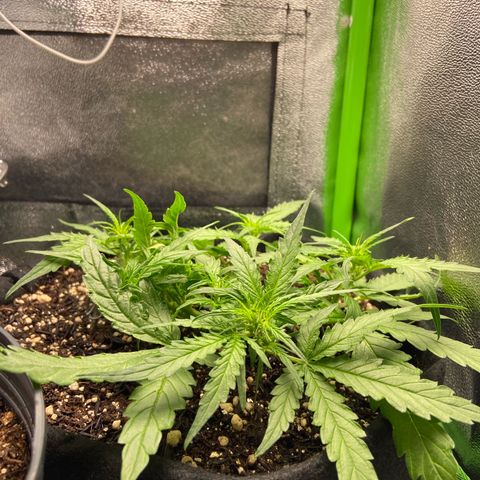 Amnesia Dentista growlog photo: Mesma altura em todos os galhos