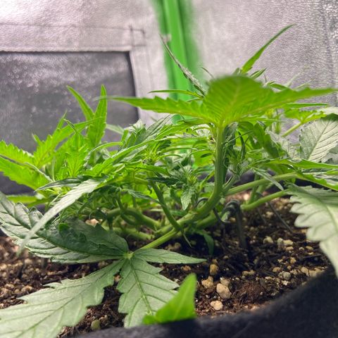Amnesia Dentista growlog timeline photo