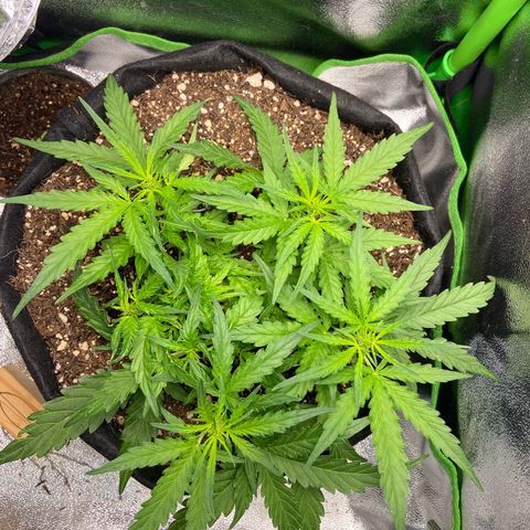 Amnesia Dentista growlog timeline photo