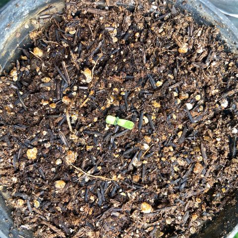 Mamão com Açucar growlog photo: Parece meio travada
