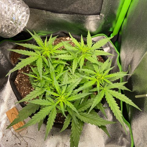 Amnesia Dentista growlog timeline photo