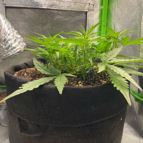 Amnesia Dentista growlog timeline photo