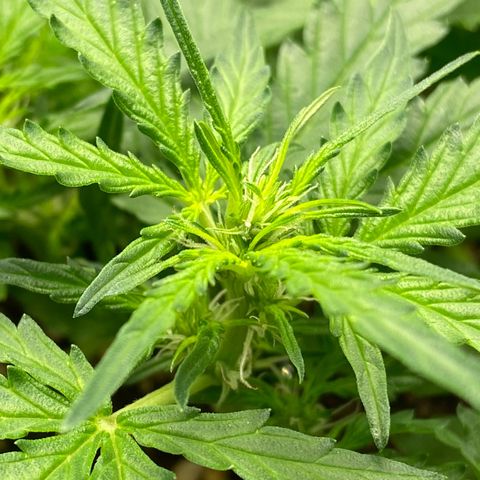 Amnesia Dentista growlog timeline photo