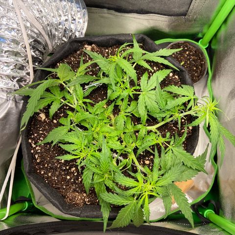 Amnesia Dentista growlog photo: Pos amarras e desfoliacao