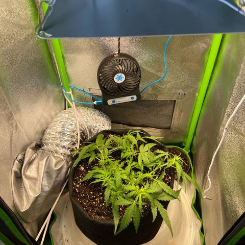 Amnesia Dentista growlog photo: Pos amarras e desfoliacao