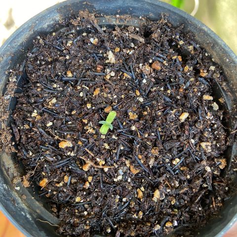 Mamão com Açucar growlog photo: Comecando a evoluir