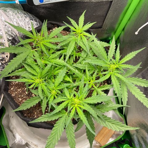 Amnesia Dentista growlog timeline photo