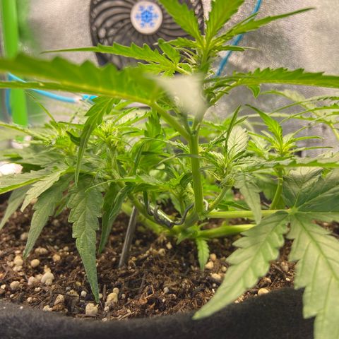 Amnesia Dentista growlog timeline photo