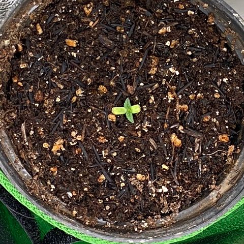 Mamão com Açucar growlog timeline photo