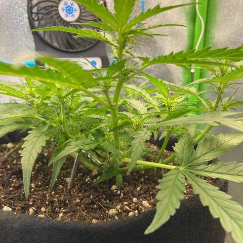 Amnesia Dentista growlog timeline photo