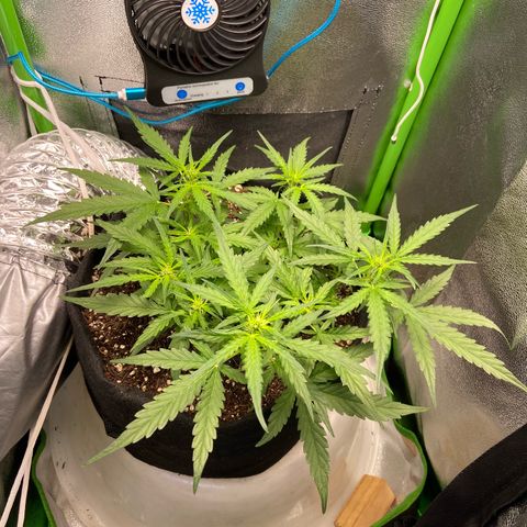 Amnesia Dentista growlog timeline photo