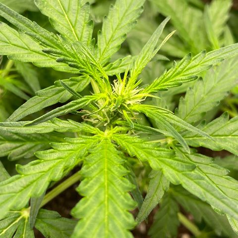 Amnesia Dentista growlog timeline photo