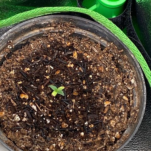 Mamão com Açucar growlog timeline photo