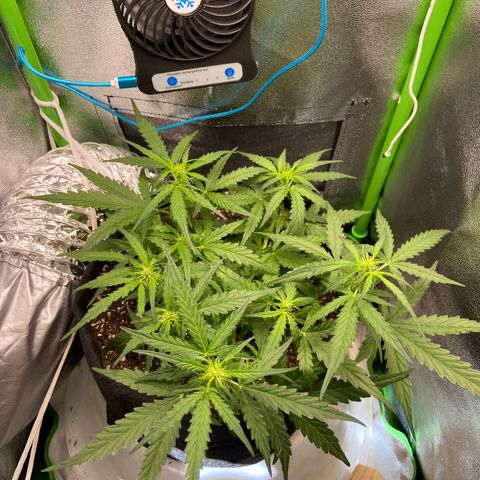 Amnesia Dentista growlog timeline photo