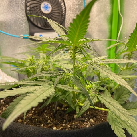 Amnesia Dentista growlog timeline photo