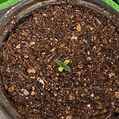 Mamão com Açucar growlog timeline photo