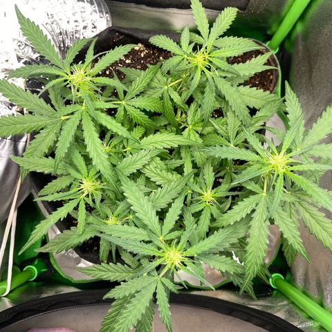 Amnesia Dentista growlog photo: Dia de desfoliacao