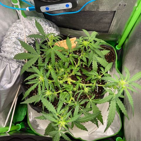 Amnesia Dentista growlog photo: Dia de desfoliacao
