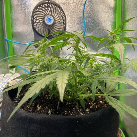 Amnesia Dentista growlog photo: Dia de desfoliacao