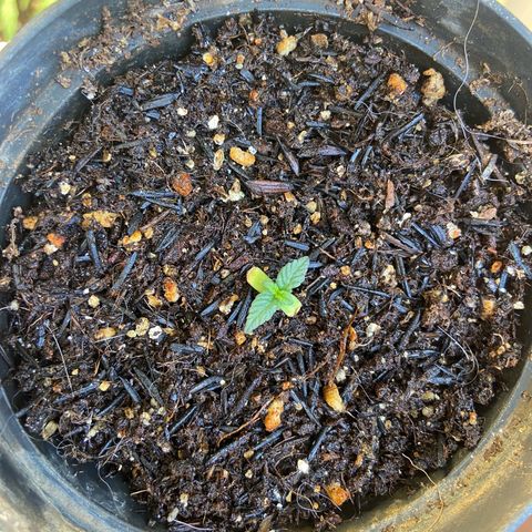 Mamão com Açucar growlog timeline photo