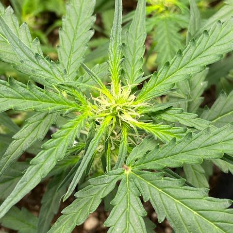 Amnesia Dentista growlog timeline photo