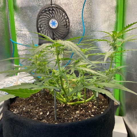 Amnesia Dentista growlog timeline photo