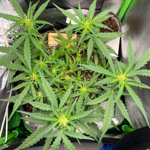 Amnesia Dentista growlog timeline photo