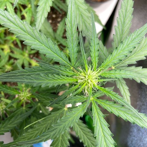 Amnesia Dentista growlog timeline photo