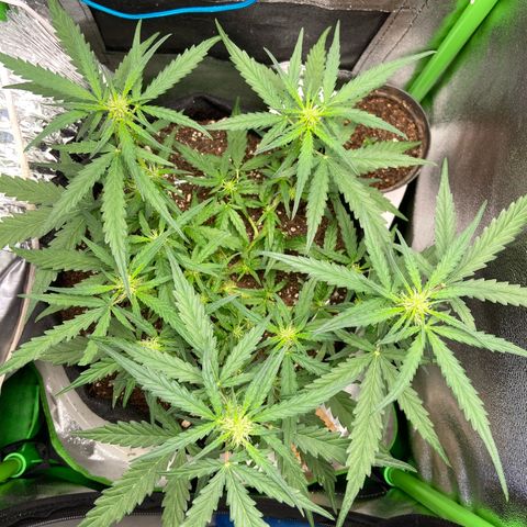 Amnesia Dentista growlog timeline photo