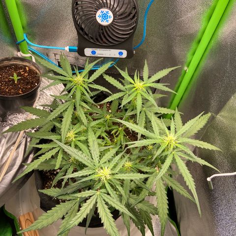 Amnesia Dentista growlog timeline photo