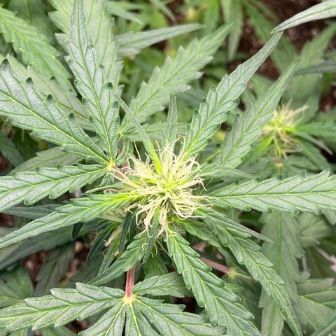 Amnesia Dentista growlog timeline photo