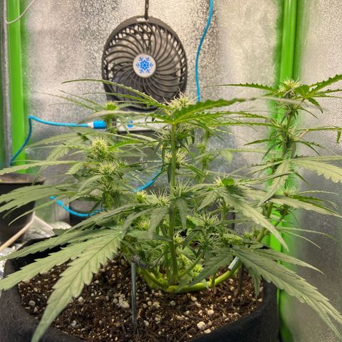 Amnesia Dentista growlog timeline photo